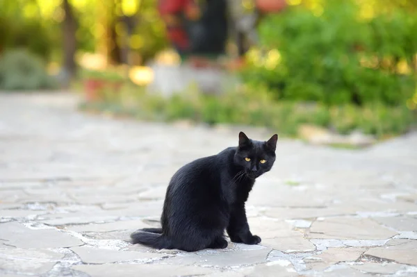 Piękny Czarny Kot Ulicy Problem Bezdomnych Zwierząt Mieście — Zdjęcie stockowe