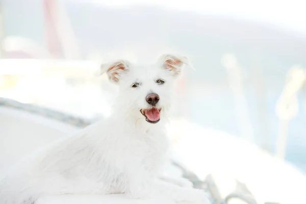 Bonito Cachorro Branco Está Deitado Bordo Barco Dia Ensolarado Verão — Fotografia de Stock