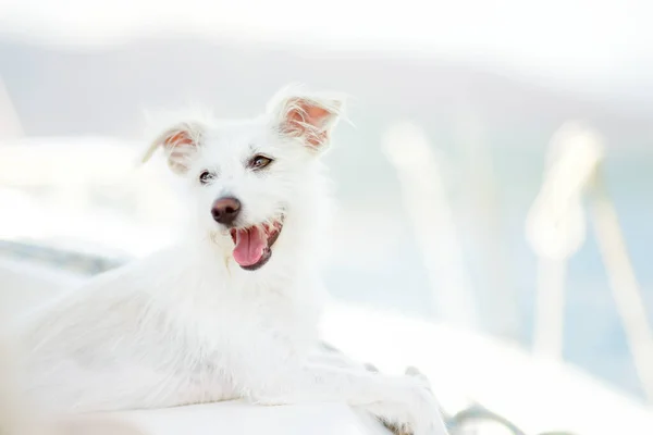 夏日晴天 可爱的白狗躺在船上 最喜欢与人一起度假的狗 宠物是家庭的一员 小狗在旅行中表现得很有耐心 动物护理 — 图库照片