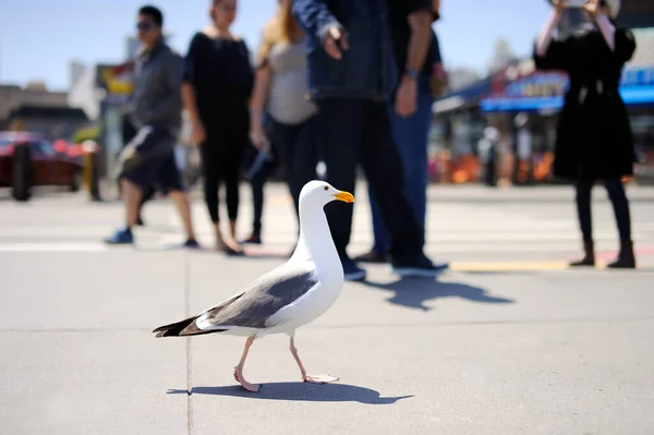 Seagull Pier San Francisco Freedom Travel Concept — Stock Photo, Image