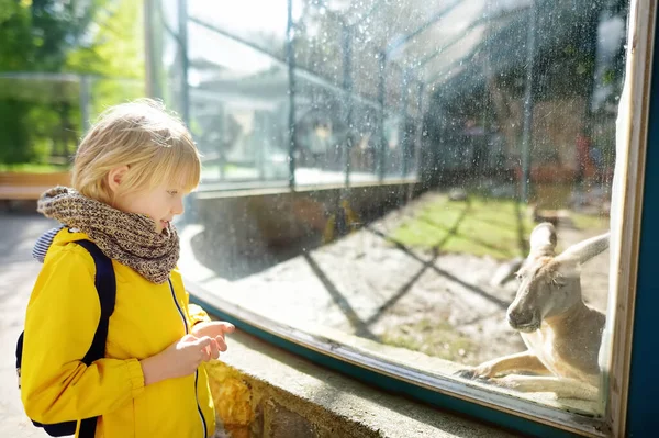 Χαριτωμένο Αγοράκι Που Βλέπει Καγκουρό Στο Ζωολογικό Κήπο Παιδί Διασκεδάζει — Φωτογραφία Αρχείου