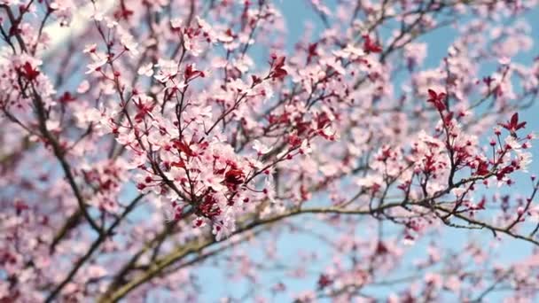 樱花枝条在微风中摇曳 樱桃开花的季节 在蓝天的映衬下 红树上的白色和粉色的花和红色的叶子 大自然的美丽 — 图库视频影像