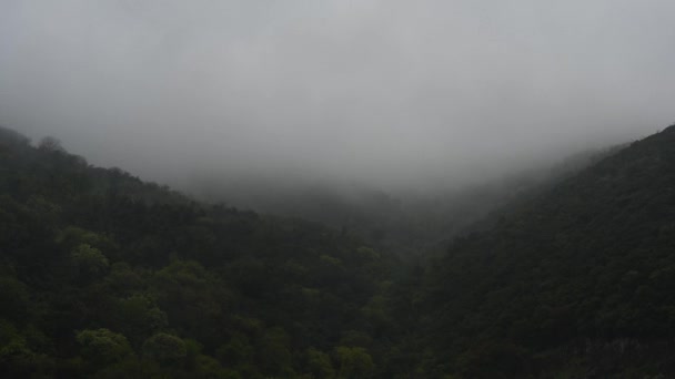 Artystyczny Widok Timelapse Przechwytujący Pierwsze Ulewy Następnie Mgła Tła Zielonych — Wideo stockowe