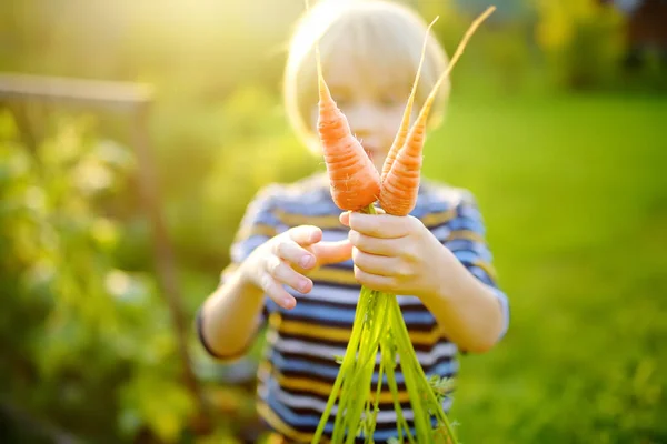 Mutlu Küçük Çocuk Çiftliğin Arka Bahçesindeki Organik Sebze Hasadına Yardım — Stok fotoğraf