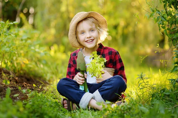 夏の晴れた日に家庭菜園でポットやシャベルでレタスサラダの苗を保持する小さな男の子 小学生との家族園芸活動 村の夏休み — ストック写真