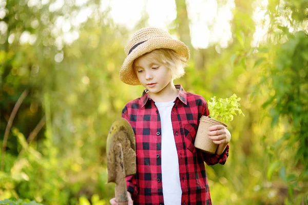 Little Boy Holding Seedling Salad Lettuce Pots Shovel Domestic Garden — Stock Photo, Image