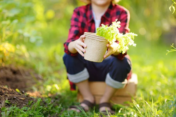Malý Chlapec Drží Sazenice Salátového Salátu Květináčích Lopatou Domácí Zahradě — Stock fotografie