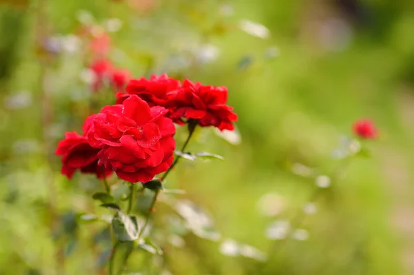 Κόκκινα Αρωματικά Τριαντάφυλλα Στον Εσωτερικό Κήπο Στο Θολό Φόντο — Φωτογραφία Αρχείου