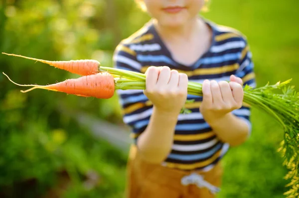 Petit Garçon Aide Famille Récolter Des Légumes Biologiques Cultivés Dans — Photo