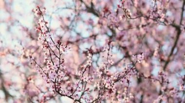 Kiraz dalları hafif bir esintide sallanır. Kiraz çiçeği mevsimi. Mavi gökyüzüne karşı beyaz ve pembe çiçekler ve kırmızı yapraklar. Doğanın güzelliği