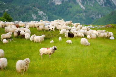 Sırtında kırmızı izler olan koyun sürüsü bir dağ vadisinde otlanıyor. Yün ve gıda üretimi. Çiftlik hayvanı yetiştirmek tarımın geleneksel bir yoludur. Hayvancılık..