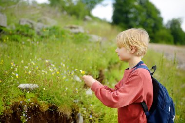 Sarışın çocuk yaz yürüyüşü sırasında yabani çiçek topluyor. Sevimli çocuk annesi için buket topluyor. Küçük çocuk doğayı keşfeder. Anneler Günü konsepti