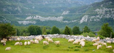 Sırtında kırmızı izler olan koyun sürüsü bir dağ vadisinde otlanıyor. Yün ve gıda üretimi. Çiftlik hayvanı yetiştirmek tarımın geleneksel bir yoludur. Hayvan yetiştiriciliği. Pankart