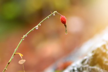 Karadağ 'ın Lovcen kentindeki Ulusal Park dağının gül dalında sabah çiy damlaları görülüyor. Balkanlar 'daki pitoresk doğanın ayrıntıları.