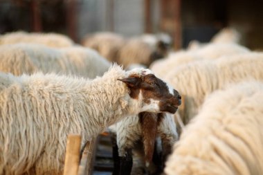 Çiftlikteki koyunların arka planında küçük kuzular. Yün üretimi. Biyo organik sağlıklı gıda üretimi. Çiftlik hayvanı yetiştirmek tarımın geleneksel bir yoludur. Hayvancılık..