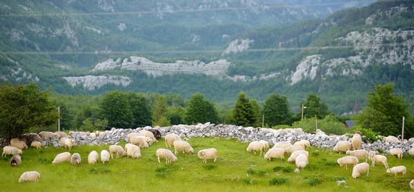 Flock of sheep with red marks on backs are grazing on pasture in a mountain valley. Wool and food production. Growing livestock is a traditional direction of agriculture. Animal husbandry. Banner
