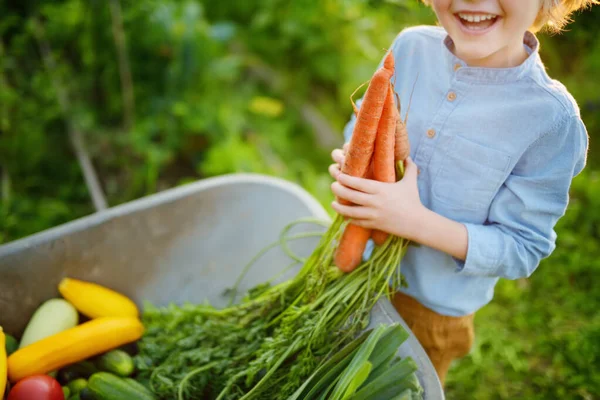 Anak Laki Laki Kecil Membantu Keluarga Untuk Memanen Sayuran Organik — Stok Foto