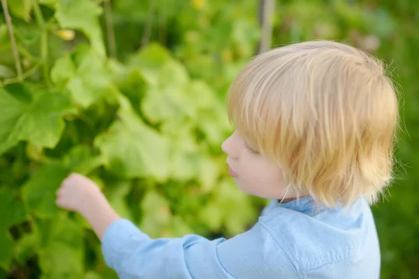 Det Lille Barnet Kjøkkenhagen Opphøyede Hagesenger Med Planter Grønnsakshagen Gutten – stockfoto