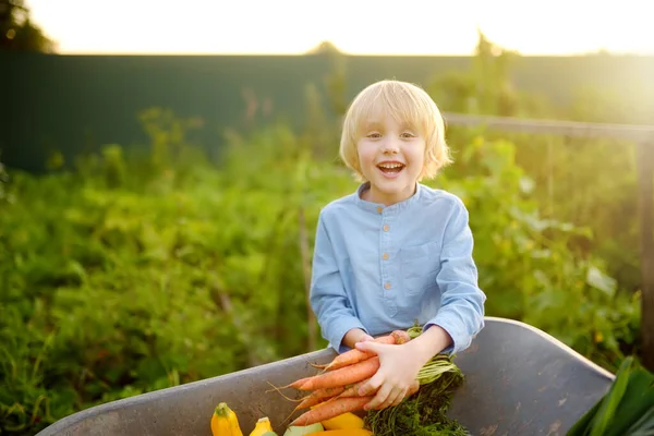 Anak Laki Laki Kecil Membantu Keluarga Untuk Memanen Sayuran Organik — Stok Foto
