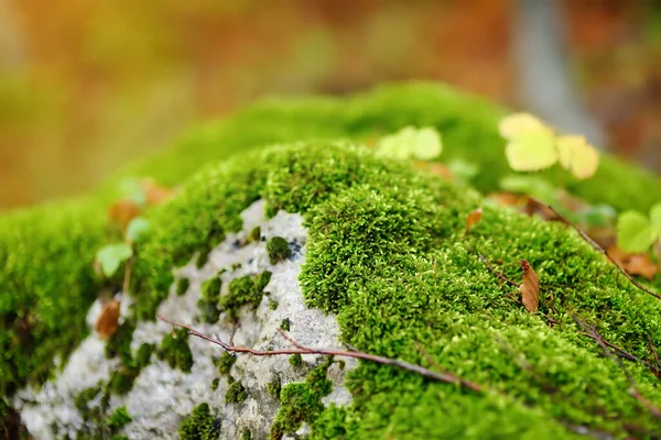 Vista Panorâmica Floresta Parque Nacional Lovchen Dia Outono Bela Natureza — Fotografia de Stock