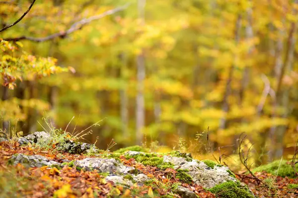 Autumn Forest Background Blurred Background Your Text Scenic View Forest — Stock Photo, Image