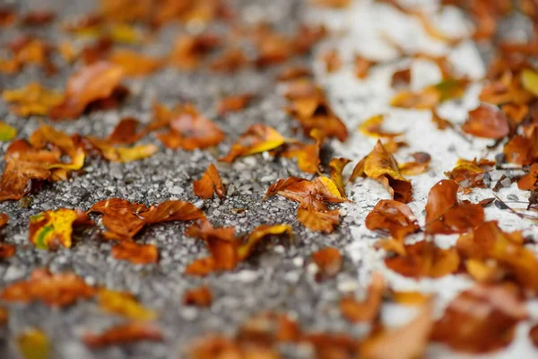 Umgefallenes Laub Liegt Einem Herbsttag Auf Der Wüstenstraße Nahsicht Von — Stockfoto