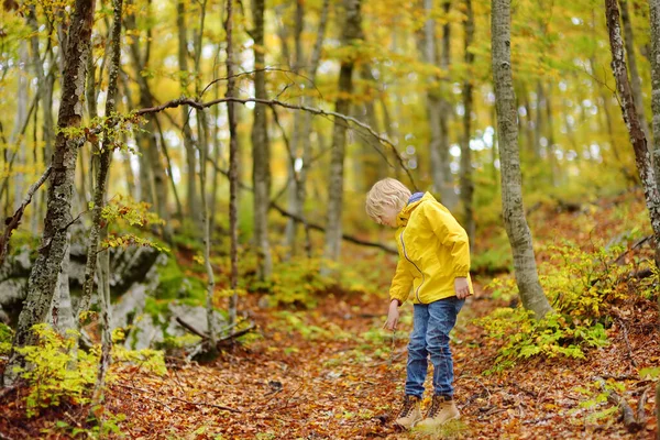 Elementary school boy walks forest in Lovcen National Park, Montenegro on an autumn day. An inquisitive boy exploring nature. Tourism and travel for family with kids. Hiking.