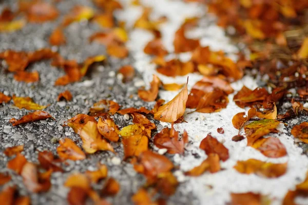 秋天的一天 落叶躺在沙漠的路上 从分隔线看近景 — 图库照片
