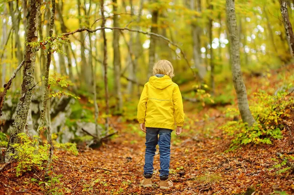 Elementary school boy walks forest in Lovcen National Park, Montenegro on an autumn day. An inquisitive boy exploring nature. Tourism and travel for family with kids. Hiking
