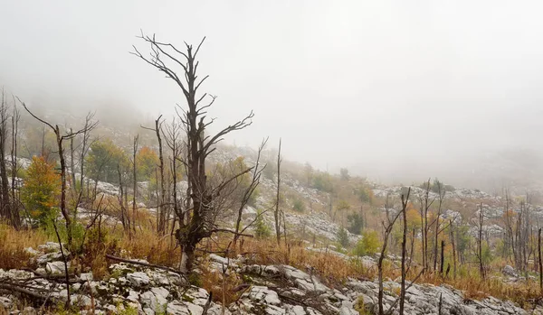 秋の霧の日にモンテネグロのラヴェン国立公園の山の谷の絵のような風景 バナー — ストック写真