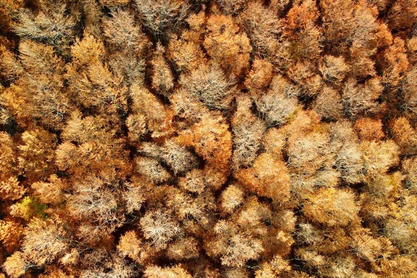 Sonbaharda Dağlardaki Muhteşem Ormanın Insansız Hava Görüntüsü Sonbaharda Altın Ağaçların — Stok fotoğraf