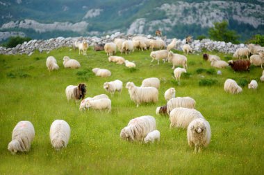 Sırtında kırmızı izler olan koyun sürüsü bir dağ vadisinde otlanıyor. Yün ve gıda üretimi. Çiftlik hayvanı yetiştirmek tarımın geleneksel bir yoludur. Hayvancılık..