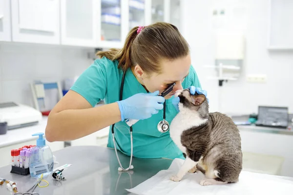 Veteriner Doktor Cornish Rex Isimli Bir Kedinin Veteriner Kliniğindeki Görüşünü — Stok fotoğraf