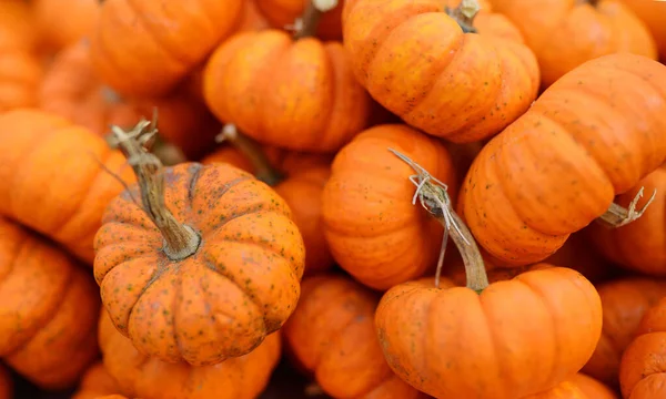 Fresh Healthy Bio Pumpkins Farmer Agricultural Market Autumn Healthy Food — Stock Photo, Image