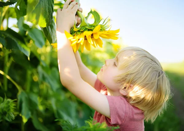 Preschooler Boy Walking Field Sunflowers Child Playing Big Flower Having — Stock Photo, Image