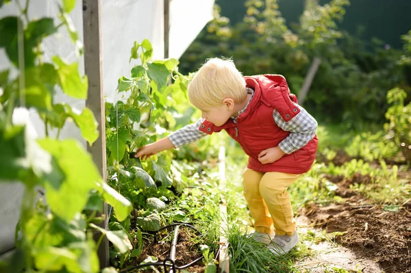 Bahçedeki Yetiştirilmiş Yataklardan Salatalık Toplayan Küçük Bir Çocuk Anaokulu Çocuğu — Stok fotoğraf