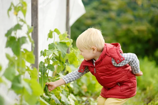 Malé Dítě Sbírá Okurky Postelí Zahradě Mládež Školce Pomáhá Rodině — Stock fotografie