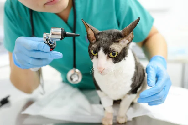 Veteriner Doktor Veteriner Kliniğinde Otoskopla Cornish Rex Kedisinin Kulaklarını Kontrol — Stok fotoğraf