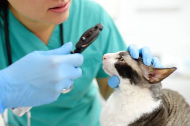 Veteriner doktor Cornish Rex isimli bir kedinin veteriner kliniğindeki görüşünü kontrol ediyor. Evcil hayvan sağlığına. Dikkat et hayvan. Hayvan kontrolü, testler ve veteriner ofisinde aşı. Veteriner hastanesi için ekipman