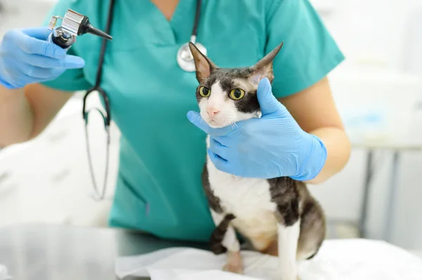 Врач Ветеринар Проверяет Уши Кошки Породы Корниш Рекс Помощью Отоскопа — стоковое фото