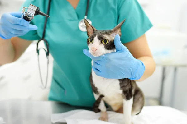 Veteriner Doktor Veteriner Kliniğinde Otoskopla Cornish Rex Kedisinin Kulaklarını Kontrol — Stok fotoğraf