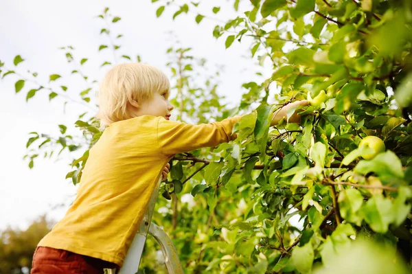 学龄前男孩在果园里摘苹果 小孩站在靠近树的梯子上 伸手去取苹果 在家庭花园或家庭农场收获 儿童健康的自制食物 地方小企业 — 图库照片