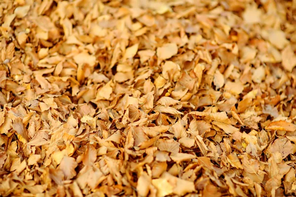 Herbstgelbe Blätter Hintergrund Blick Auf Trockenes Goldenes Laub Flach Lag — Stockfoto