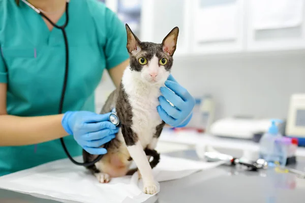兽医在兽医诊所检查一只残疾科尼什 雷克斯的猫 这只猫只有三只爪子 宠物的健康 关心动物 兽医诊所的宠物检查 测试及防疫注射 — 图库照片