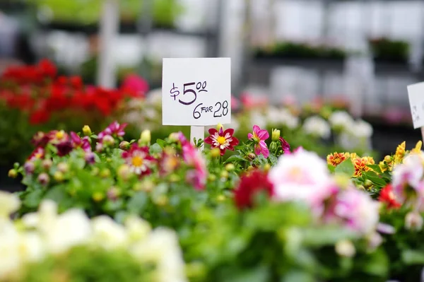 在花园中心或街头市场种植植物 销售花盆中花的变种苗 大丽花的芽 种植花卉的季节 多姿多彩小商业 — 图库照片