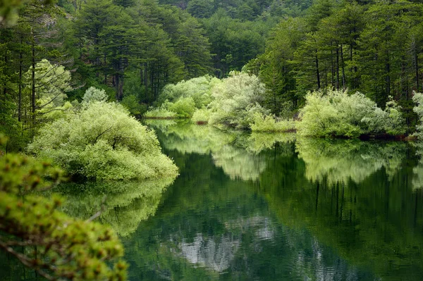 Scénická Krajina Lesního Jezera Grahovo Horách Černé Hory Nádherný Výhled — Stock fotografie
