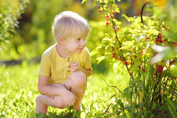 Mały Chłopiec Zbierając Czerwone Porzeczki Krajowego Ogrodzie Słoneczny Dzień Atrakcji — Zdjęcie stockowe