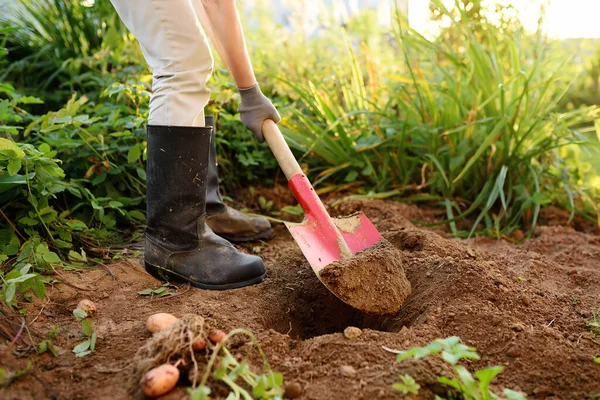 穿靴子的女人在花园里挖土豆 自己种植有机蔬菜 — 图库照片