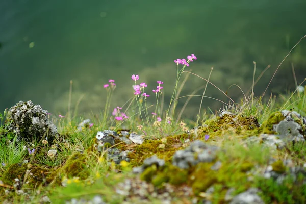 秋天的一天 在黑山洛夫森国家公园的山上 一朵小小的 风景如画的粉红色花朵 关于巴尔干半岛风景的细节 — 图库照片