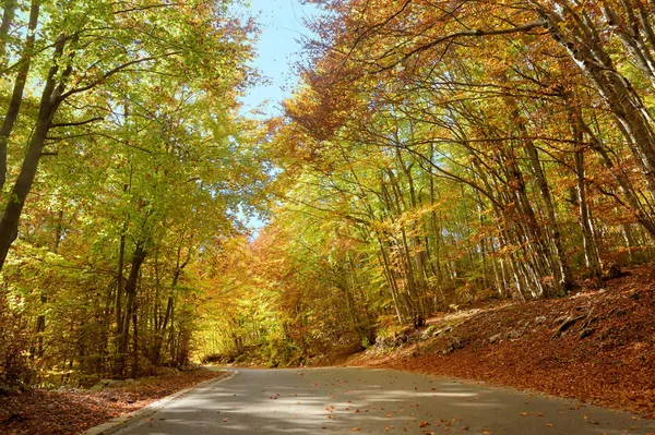 stock image Picturesque woodland landscape in the mountains of Lovcen National Park, Montenegro on autumn day. Orange and yellow trees around a deserted road. Beautiful nature of Balkans. Forest on fall day.